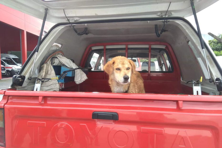 Cão entregue à dona após ser resgatado de penhasco pelos Bombeiros