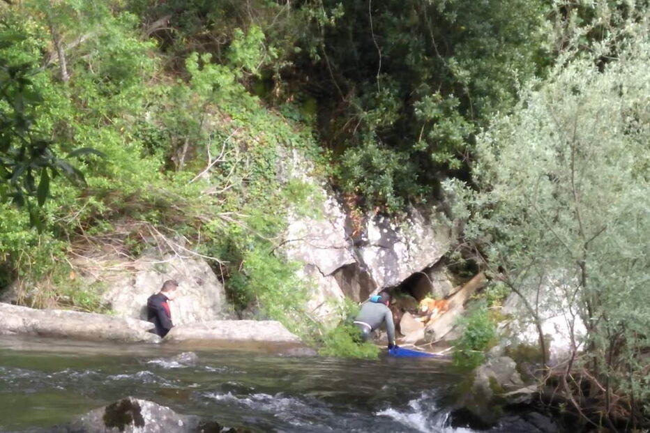 Cão entregue à dona após ser resgatado de penhasco pelos Bombeiros