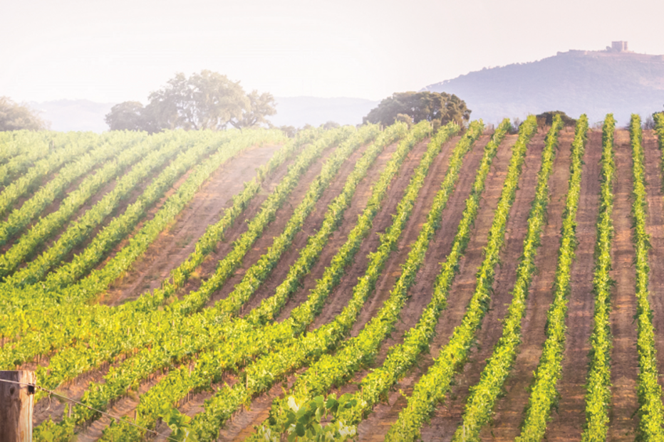 Vinho Invisível chegou às 500 mil garrafas em 10 anos