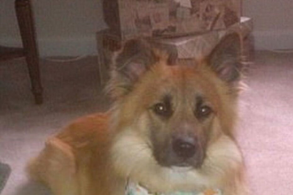 Fotografia mostra cão debruçado sobre o caixão do dono em funeral