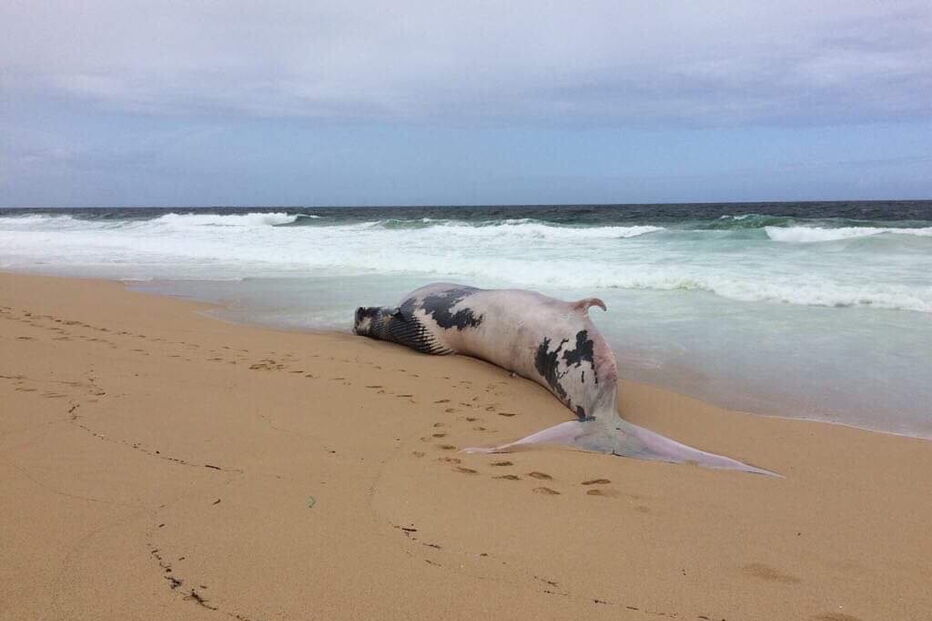 Baleia morta dá à costa na praia das areias brancas em Vila Nova de Santo André