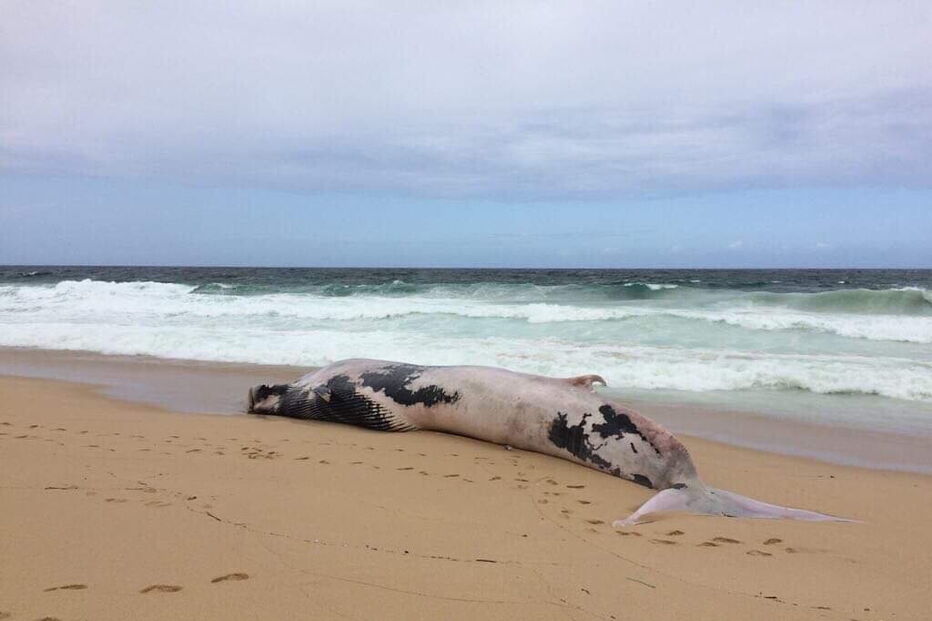 Baleia morta dá à costa na praia das areias brancas em Vila Nova de Santo André
