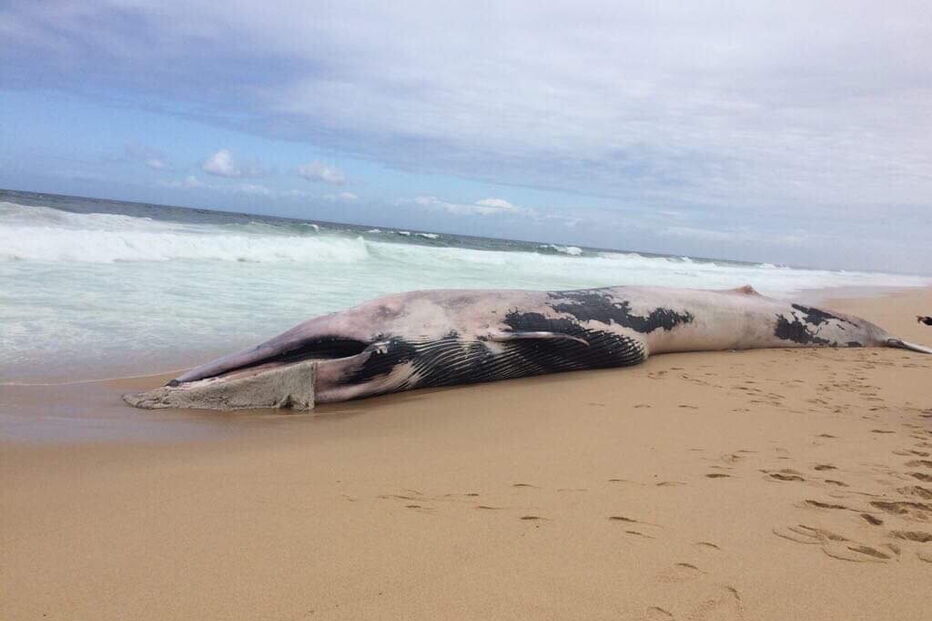 Baleia morta dá à costa na praia das areias brancas em Vila Nova de Santo André
