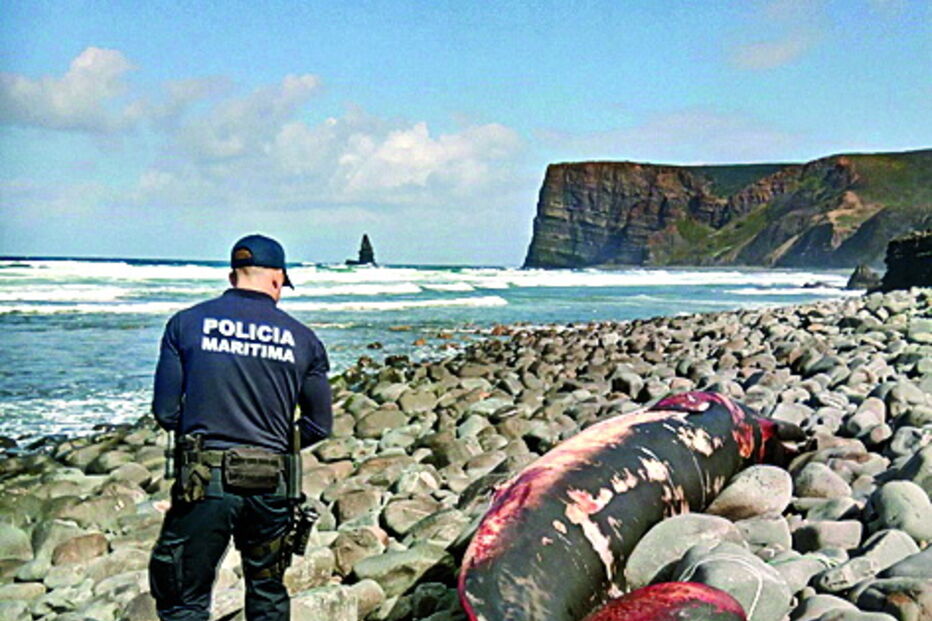Polícia Marítima encontrou baleia-anã na praia do Canal, em Aljezur 