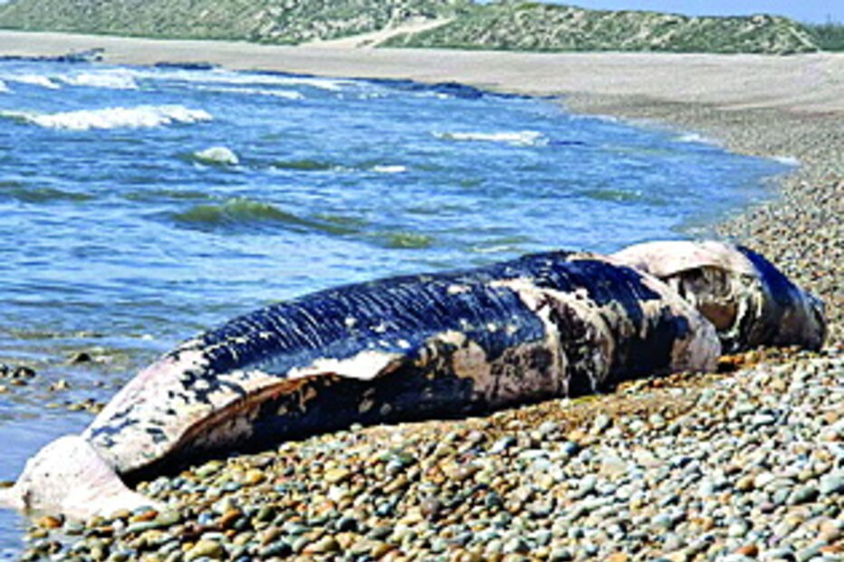 Baleia deu à costa em Esposende