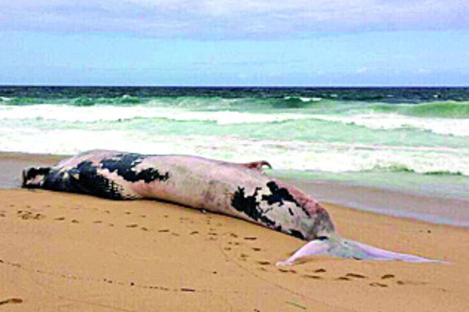 Cetáceo encontrado em Santo André 