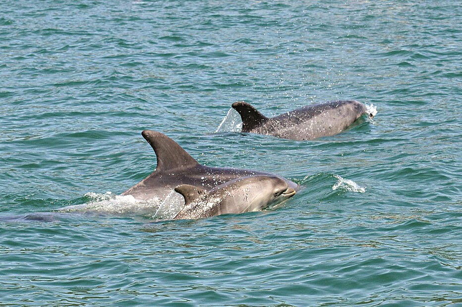 População de roazes corvineiros tem aumentado no Sado, mas Bolha morreu antes de ser batizado 