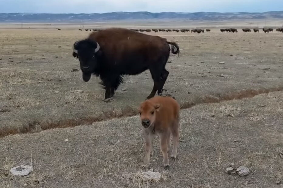 Homem filma um bisonte bebé e é ignorado pela mãe da cria