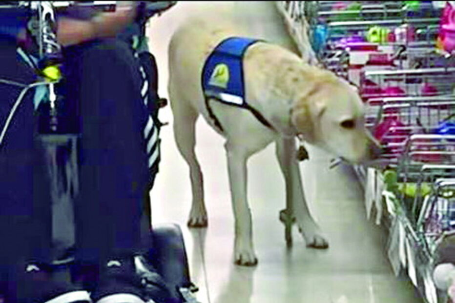 Toli, um cão de assistência de um deficiente motor