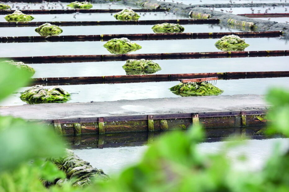 Ecomuseu da Troncalhada em Aveiro