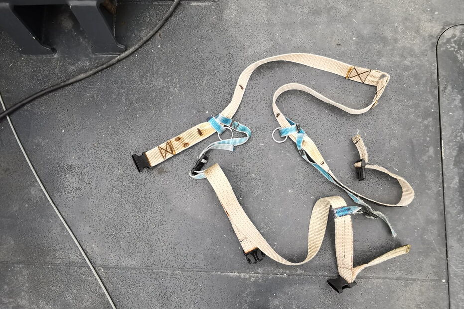 Baleia com arnês suspeita de ser espiã russa