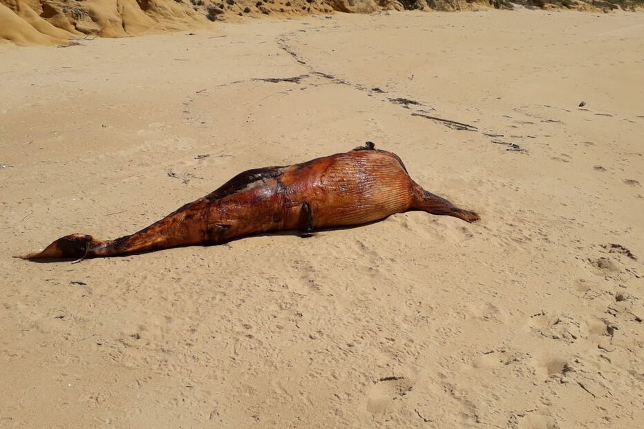 Carcaça de baleia dá à costa em Grândola