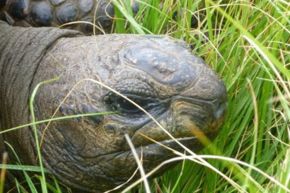 Animal mais velho do mundo é uma tartaruga. Tem 187 anos e chama-se Jonathan