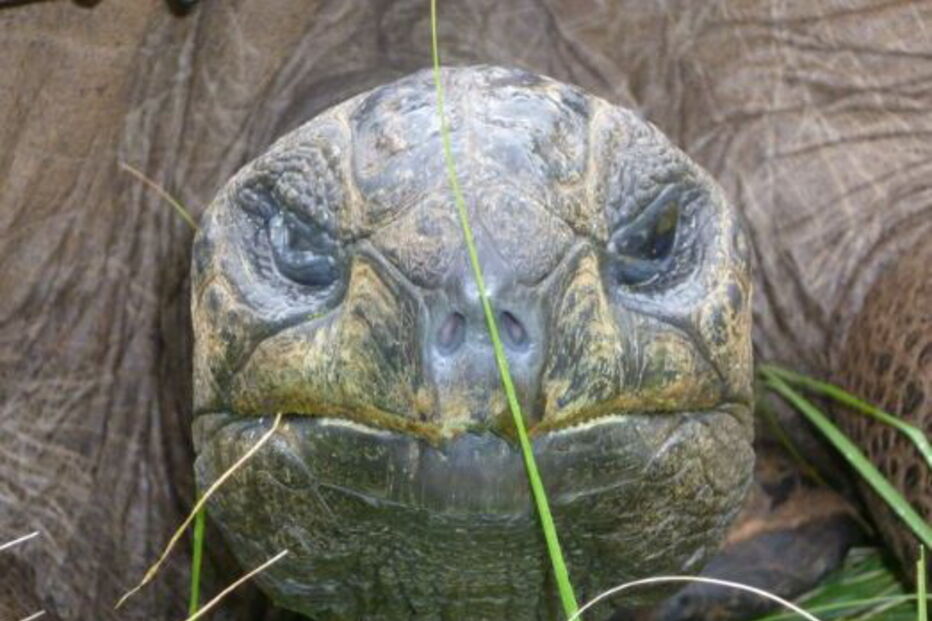 Animal mais velho do mundo é uma tartaruga. Tem 187 anos e chama-se Jonathan