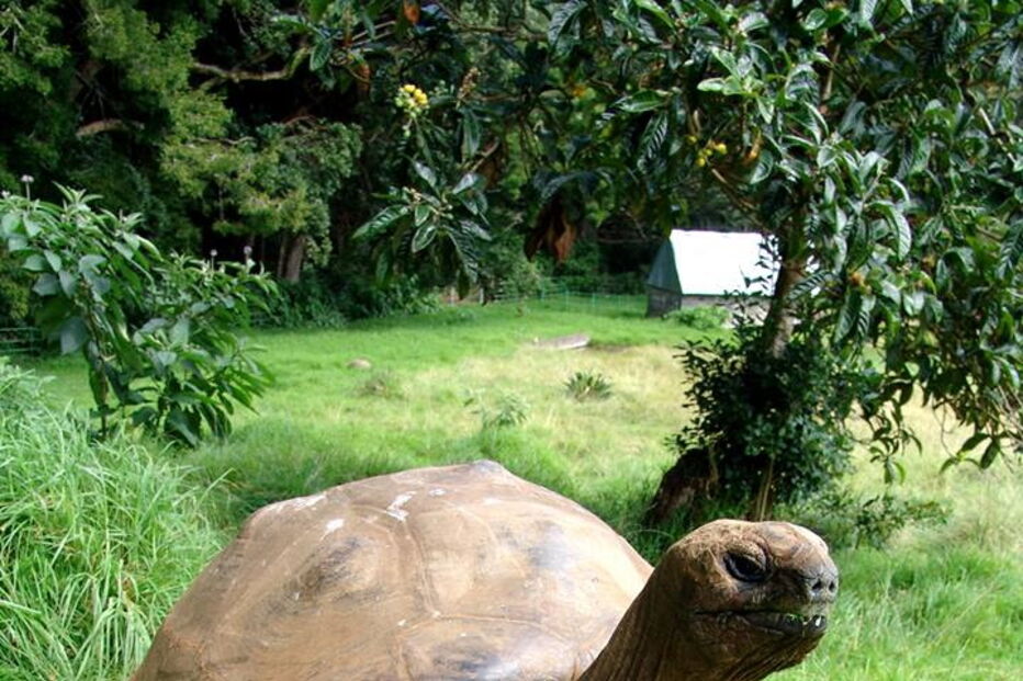 Animal mais velho do mundo é uma tartaruga. Tem 187 anos e chama-se Jonathan