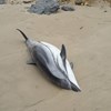 14 golfinhos encontrados mortos na praia de Oyambre em Espanha
