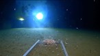 Mergulhador bate recorde de profundidade e encontra plástico no fundo do mar 