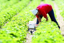 PS, PSD e CDS rejeitam corte na política agrícola e querem manutenção do orçamento