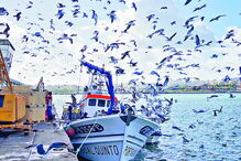 Capturadas 2 mil toneladas 