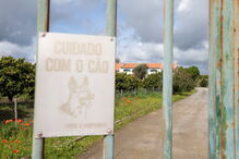 Ataques de cães aumentaram em 2018