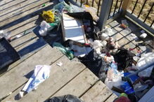 Urso suborna cão com ossos para remexer no lixo