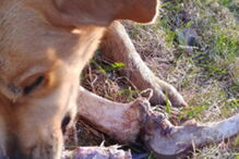 Urso suborna cão com ossos para remexer no lixo