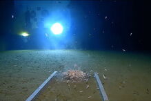 Mergulhador bate recorde de profundidade e encontra plástico no fundo do mar 