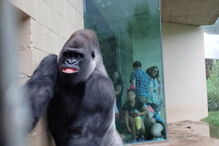 2019-05-15_12_54_22 gorila macho.jpg