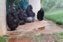 2019-05-15_12_54_23 Gorilas no Zoo.jpg