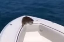 Homem expulsa guaxinim do seu barco e deixa-o a morrer no oceano