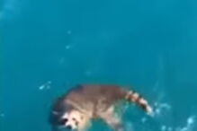 Homem expulsa guaxinim do seu barco e deixa-o a morrer no oceano