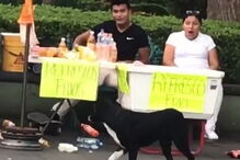 Cão desastrado anda de skate na praça central do México