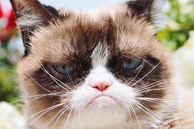 Grumpy Cat
