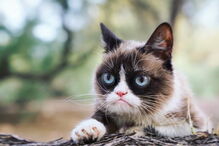 Grumpy Cat