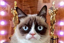 Grumpy Cat