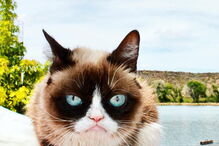 Grumpy Cat