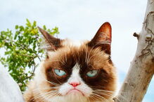 Grumpy Cat