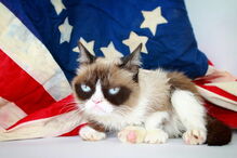 Grumpy Cat