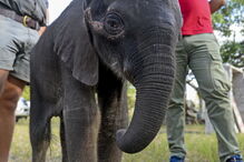 Reserva Especial de Maputo salva elefante bebé e alimenta-o a biberão