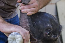 Reserva Especial de Maputo salva elefante bebé e alimenta-o a biberão