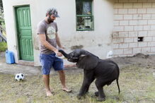 Reserva Especial de Maputo salva elefante bebé e alimenta-o a biberão