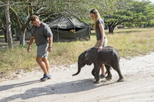 Reserva Especial de Maputo salva elefante bebé e alimenta-o a biberão