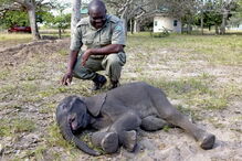 Reserva Especial de Maputo salva elefante bebé e alimenta-o a biberão