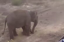 Elefante esmaga homem de 27 anos até à morte para proteger a cria 