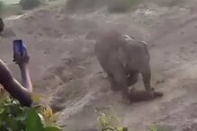 Elefante esmaga homem de 27 anos até à morte para proteger a cria 