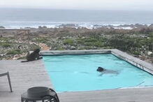 Macacos atrevidos divertem-se em piscina privada