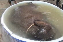 Elefante bebé deliciado ao tomar o primeiro banho