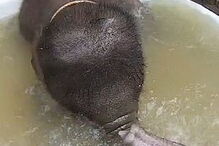 Elefante bebé deliciado ao tomar o primeiro banho