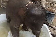 Elefante bebé deliciado ao tomar o primeiro banho