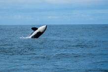 Orcas avistadas ao largo da Vila do Bispo, no Algarve